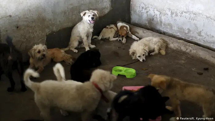 Bildergalerie China Hundefleisch (Reuters/K. Kyung-Hoon)