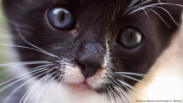 Video: Kucing Sangat Benci Harimau  SOSBUD: Laporan seputar seni 