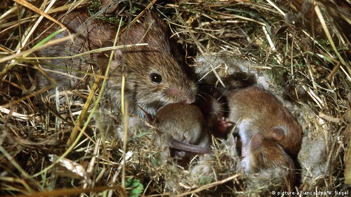 mice in a field