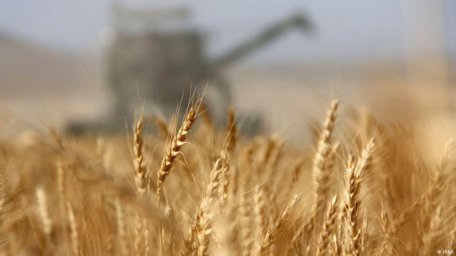 Україна відкрила ринок Китаю для експорту пшеничного борошна