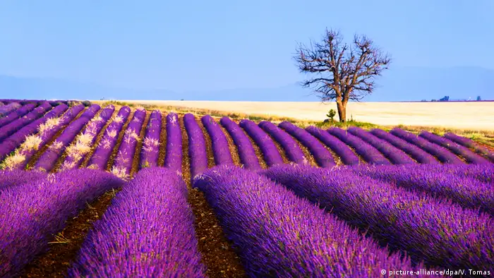 Frankreich Provence Lavendel