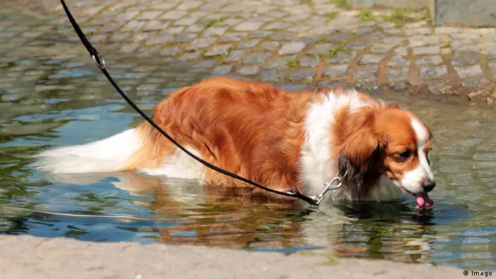 Ein Hund badet im Wasser. (Foto: imago)