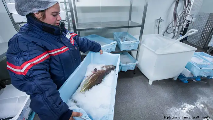 Die Mitarbeiterin eines Fischgroßhändlers sortiert Fisch. (Foto: dpa)