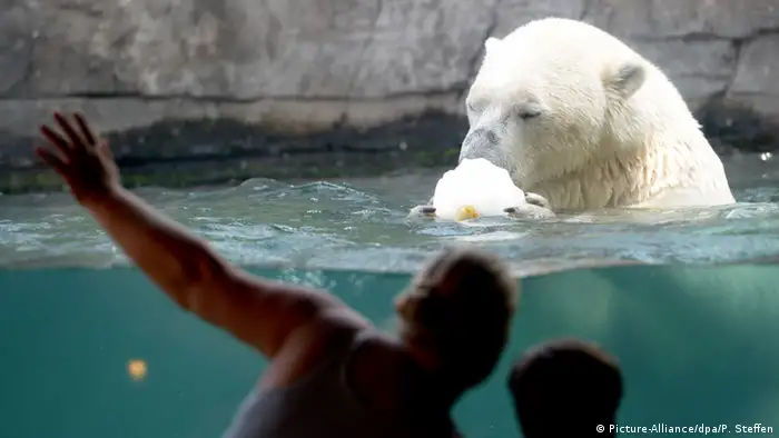 A polar bear holding a piece of ice (Picture-Alliance/dpa/P. Steffen)