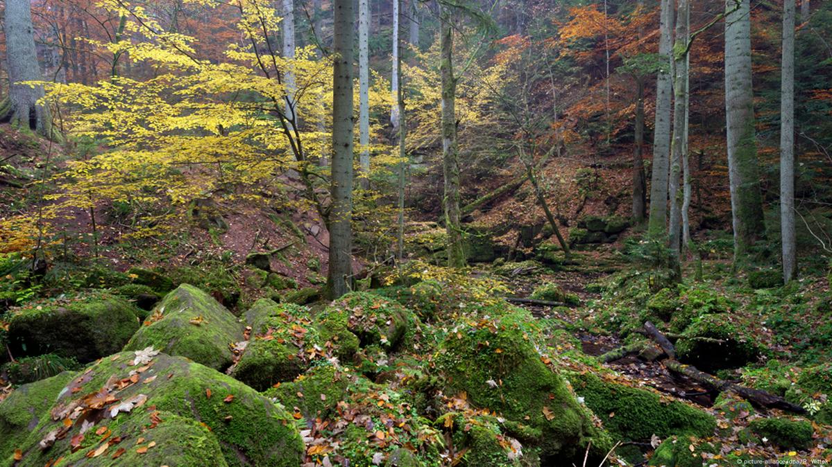 Selva Negra: el llamado de la naturaleza – DW – 18/09/2015