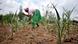 A woman working in a field with dried up maize plants A woman working in a field with dried up maize plants
