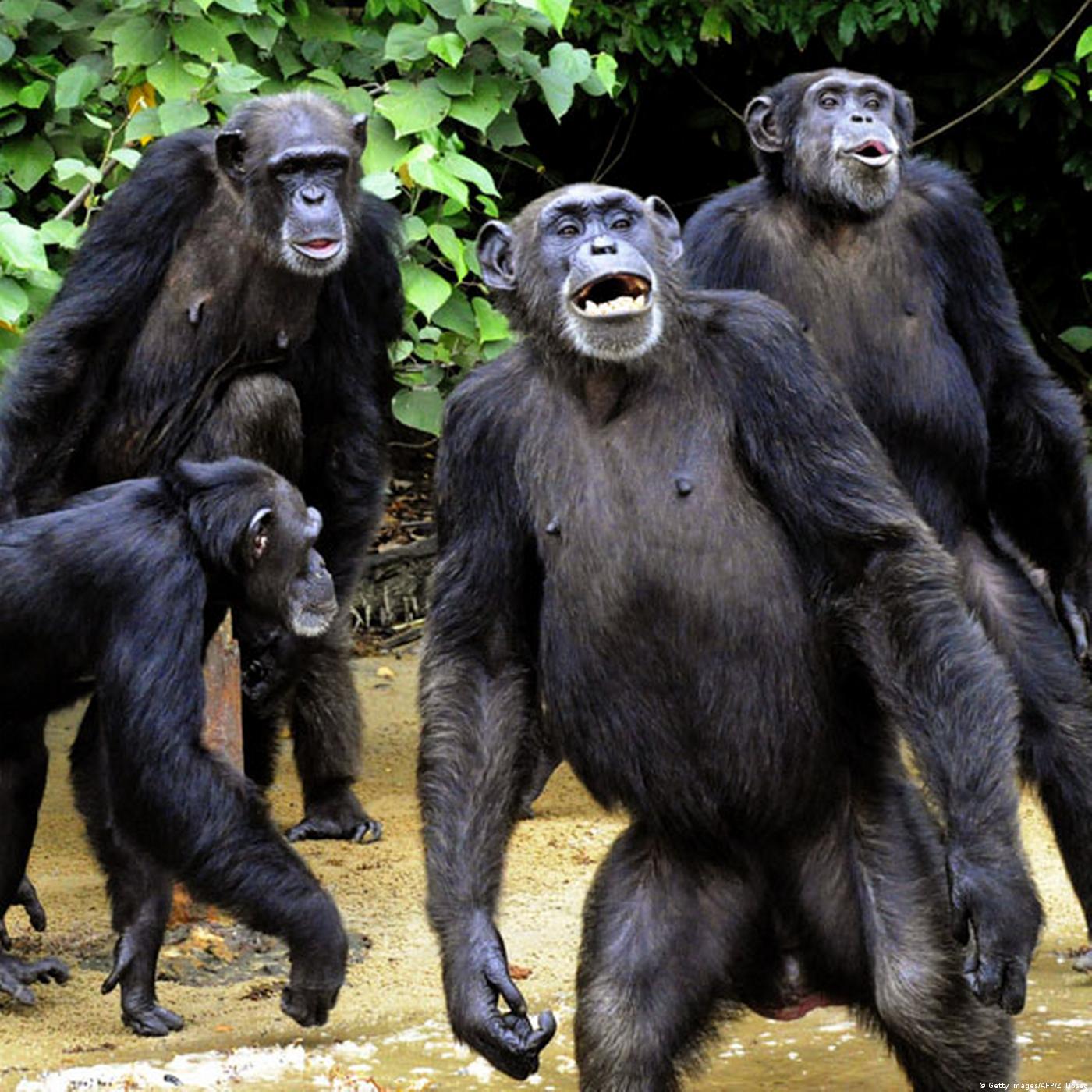 Living Planet: Being a great ape