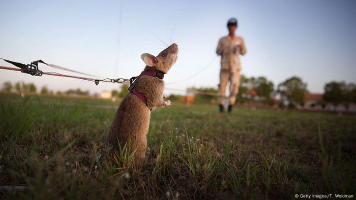 A rat on a lead. Nose to the sky