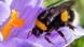 Hummel Hummel