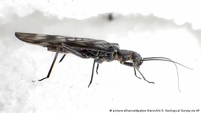 Glacier Stonefly