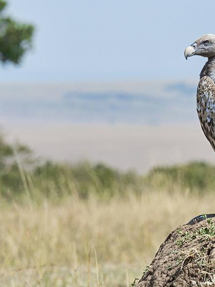 Voyaga etgan ayolning surati josuslik qilindi