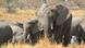Photo: A herd of elephants (Source: Steve Felton, Bwabwata Nationalpark) Photo: A herd of elephants (Source: Steve Felton, Bwabwata Nationalpark)