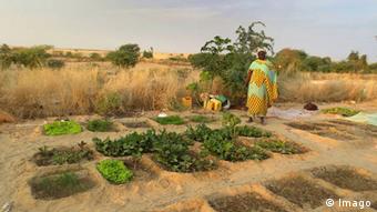 Afrika Mali Kleinbauern Landwirtschaft Anbau Gemüse