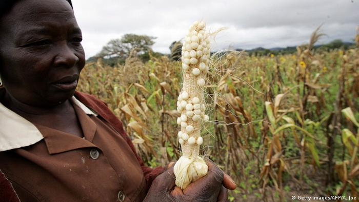 A women hold up a corn cob in a field 