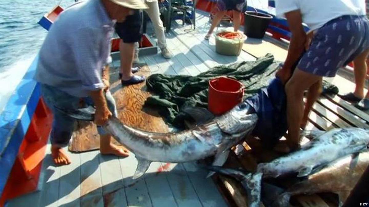 Italy Swordfish hunting DW 07/23/2015