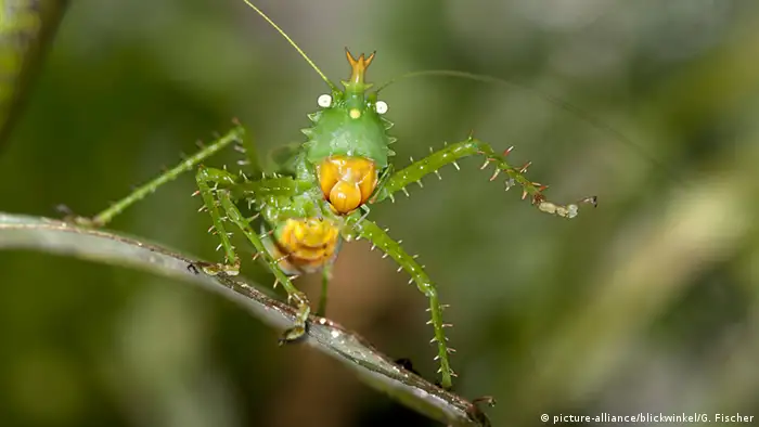 Ecuador Yasuni Nationalpark - Laubheuschrecke (picture-alliance/blickwinkel/G. Fischer)