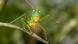 Spiny bush cricket in Ecuador's Yasuni Nationalpark Spiny bush cricket in Ecuador's Yasuni Nationalpark
