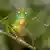 Spiny bush cricket in Ecuador's Yasuni Nationalpark