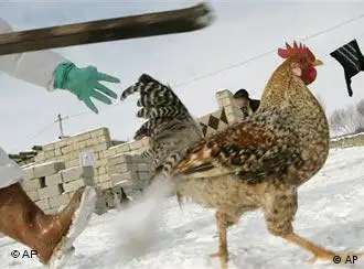 2006年的土耳其禽流感