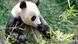 A giant panda enjoying a bamboo lunch A giant panda enjoying a bamboo lunch