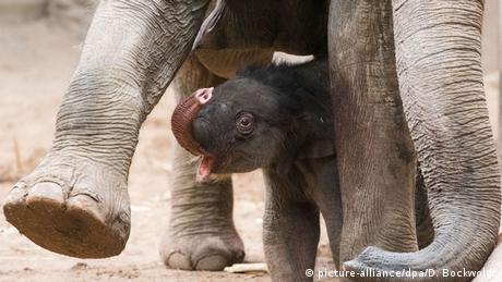 Ein Elefantenkalb steht unter dem Bauch seiner Mutter