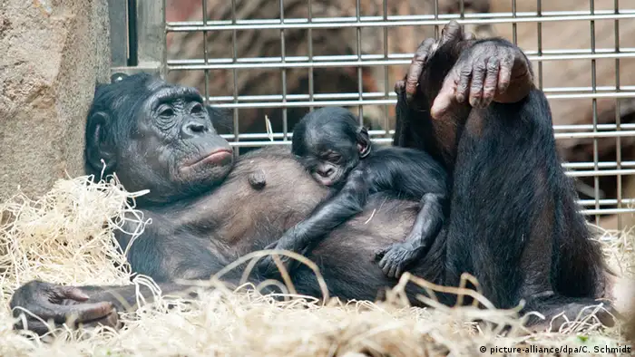 Tierbabys Bonobo-Baby