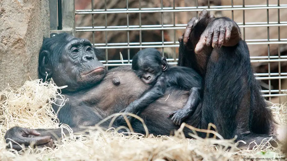 Bebê macaco causa tumulto em julgamento no Paquistão