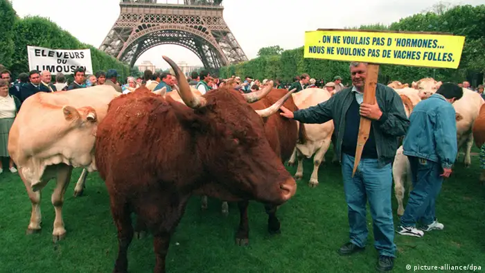 Protest französische Bauern lassen ihre Rinder auf dem Rasen unter dem Eiffelturm grasen