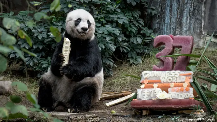 Jia Jia Panda Hongkong Geburtstag 37 Guinness Buch der Rekorde