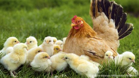 Huhn mit Küken 