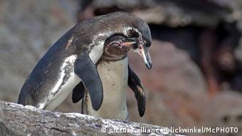 Галапагосские пингвины