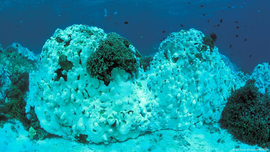 Copernicus: oceany bardzo ciepłe. Temperatura blisko rekordu