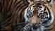 Symbolbild - Sumatra-Tiger Symbolbild - Sumatra-Tiger