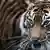 Symbolbild - Sumatra-Tiger