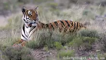 South China Tiger