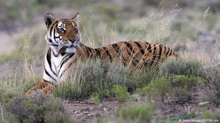 A female South China tiger lies in the grass, looking away from the camera
