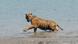 Tiger in den Sundarbans Tiger in den Sundarbans