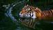 Tiger Wasser Schwimmen Tiger Wasser Schwimmen