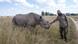 Ein Wildhüter und ein Nashorn in Simbabwe (Foto: Picture Alliance Ein Wildhüter und ein Nashorn in Simbabwe (Foto: Picture Alliance