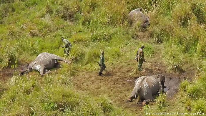 Dead elephants (photo: picture-alliance/AP Photo/African Parks)