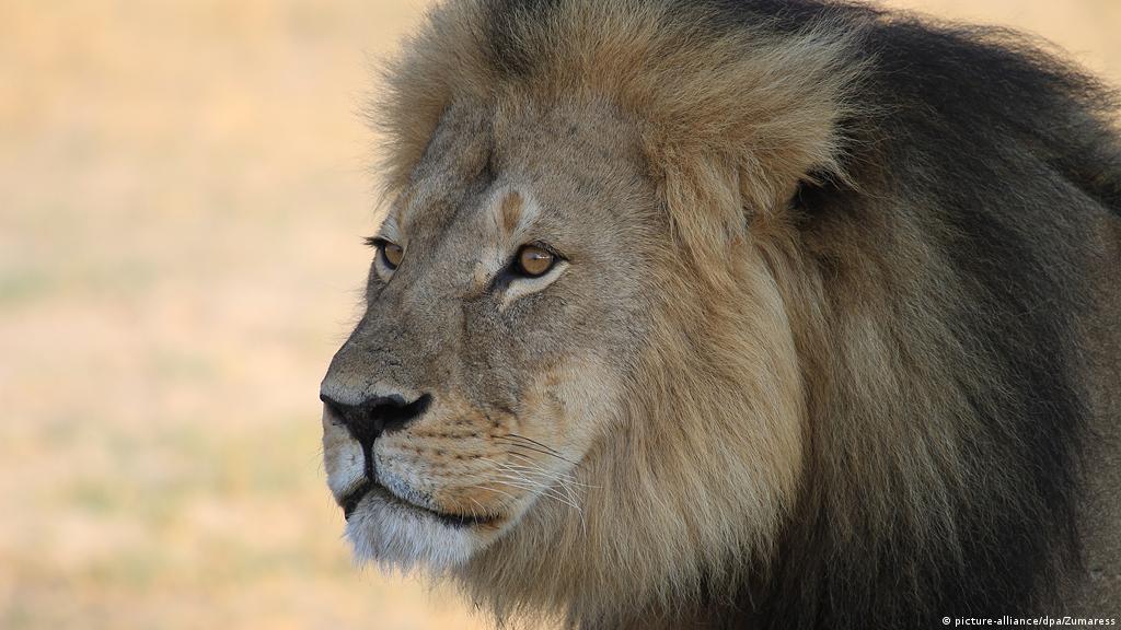Zimbabue prohíbe la caza de leones, leopardos y elefantes | Ecología | DW |  
