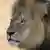 Simbabwe Cecil der Löwe