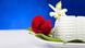 Italien Ricotta Käse mit Rose Italien Ricotta Käse mit Rose