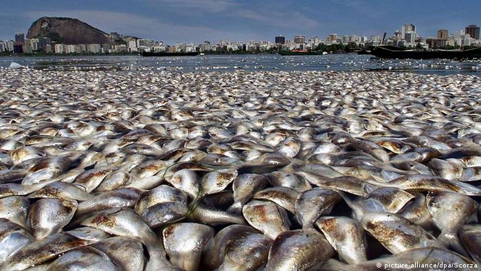 Dead fish in Rodrigo de Freitas Lagoon, Rio de Janeiro (Photo: picture-alliance/dpa/Scorza)