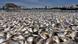 Fish die-off at Rodrigo de Freitas Lagoon near Rio des Janeiro (Photo: picture-alliance/dpa/Scorza) Fish die-off at Rodrigo de Freitas Lagoon near Rio des Janeiro (Photo: picture-alliance/dpa/Scorza)