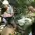 Quebradeira de coco de babaçu no Maranhão: cooperativa também sofre na pandemia