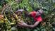 Eine Frau erntet Kaffeekirschen in Kenia (Foto: picture-alliance) Eine Frau erntet Kaffeekirschen in Kenia (Foto: picture-alliance)