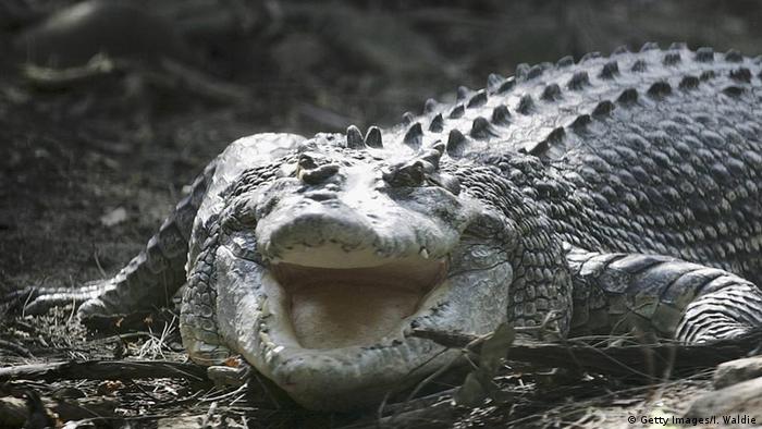 Man by crocodile on Australia′s East Alligator river | News | DW | 20.01.2017