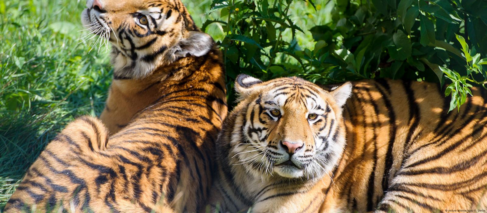 Brother and sister tiger cubs explore their enclosure at zoo