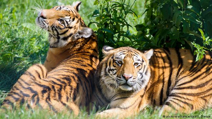 Zwei Tiger im Grünen. (Foto: Oliver Dietze/dpa)